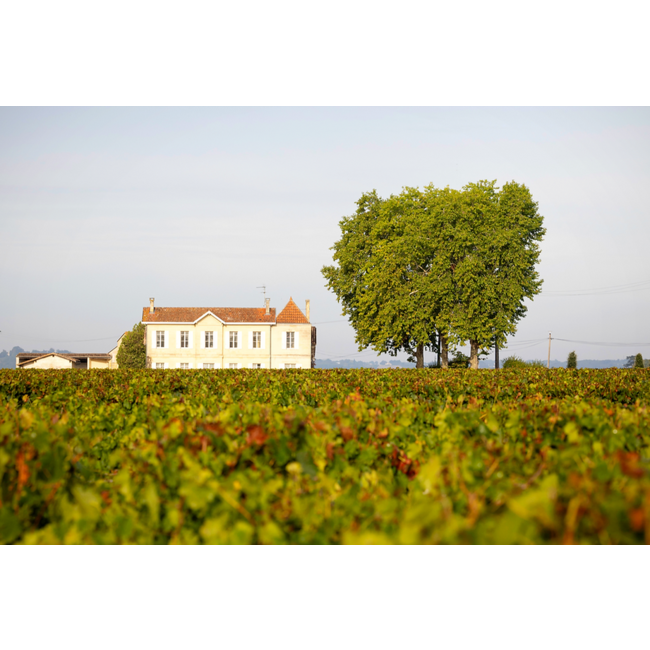 Château La Commanderie Saint-Émilion Grand Cru Classé 2020 - Saint-Émilion, Bordeaux, Frankrijk