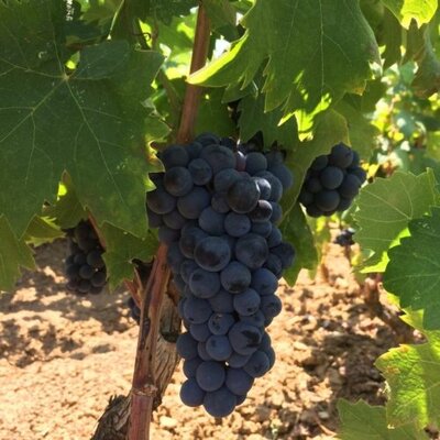 Primitivo di Manduria