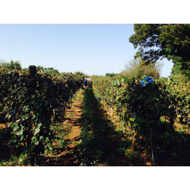 Mancinello Nero di Troia I.G.P. Tagaro - Puglia, Italië