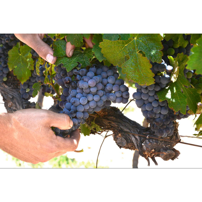 Holden Manz Wine Estate Big G - Franschhoek, Zuid-Afrika