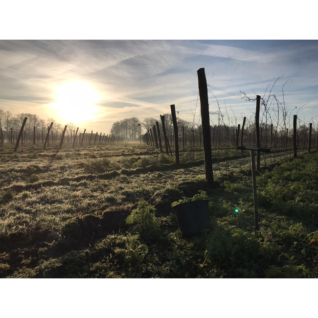 Wijngoed Wolf Souvignier Reserve 2023 - Sint-Michielsgestel, Nederland