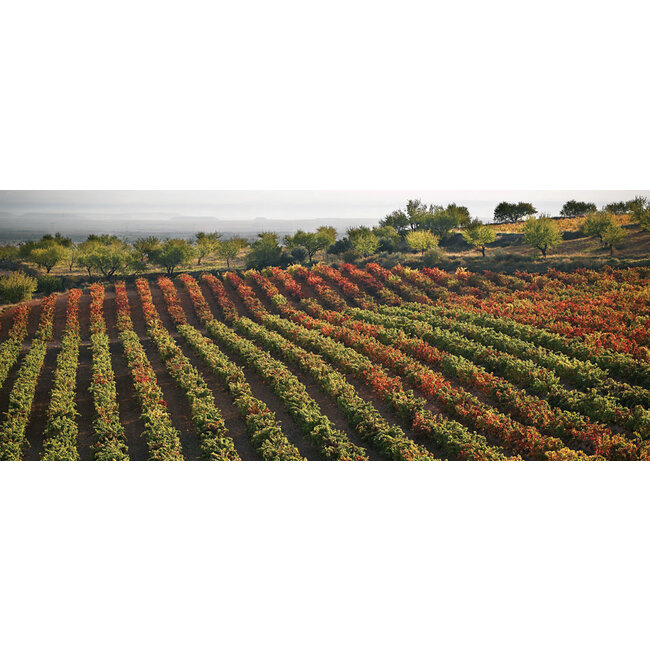 Bodegas Marqués de Reinosa Cecios Rioja Rosado - Rioja, Spanje