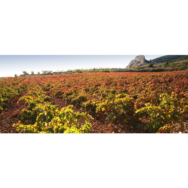 Bodegas Marqués de Reinosa Tempranillo Blanco Rioja Crianza Blanco - Rioja, Spanje