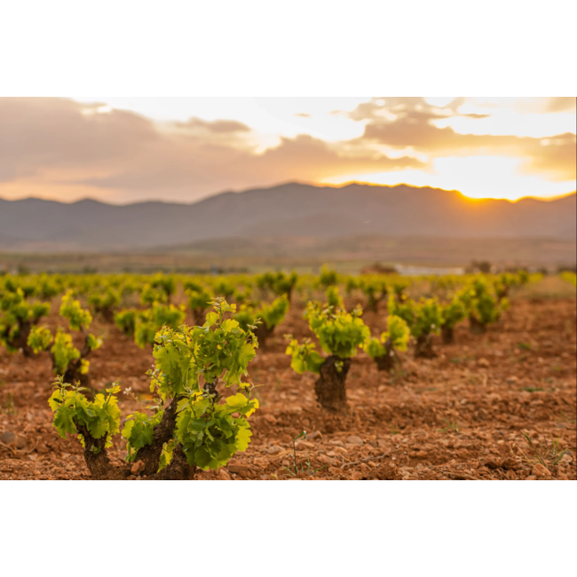 Bodegas Ignacio Marín Saló Tinto Old Vine Garnacha Cariñena D.O. - Cariñena, Spanje