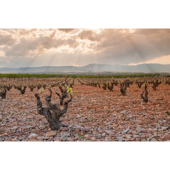 Bodegas Ignacio Marín Saló Blanco Old Vine Garnacha Blanca Cariñena D.O. - Cariñena, Spanje