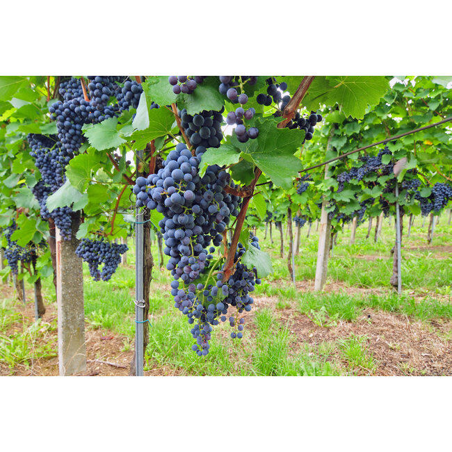 Márkvárt Winery Szekszárdi Bikavér - Szekszárd, Hongarije