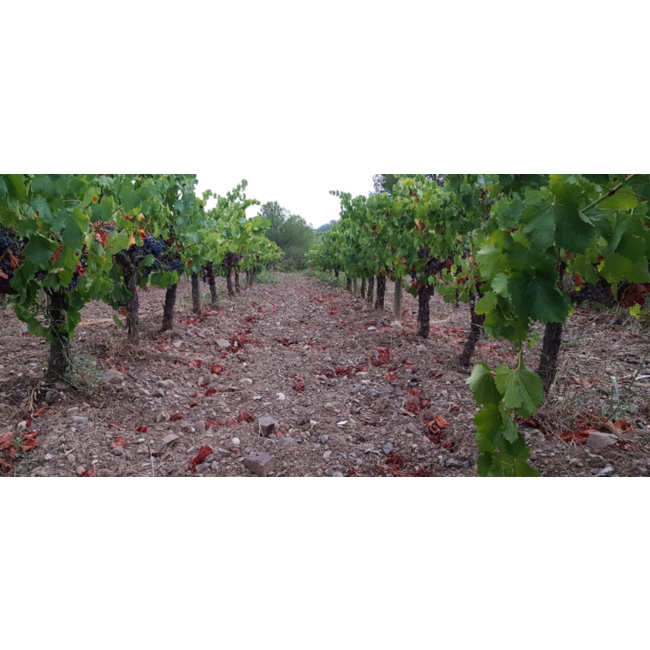 Alkimia Wines Vi Blanc Col-Lecció Privada Priorat Garnacha Blanca 2019 - Priorat, Spanje