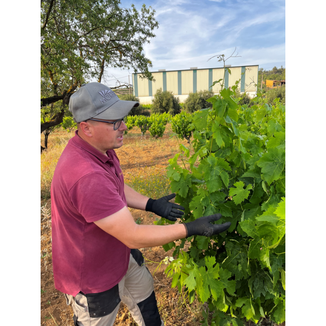 Alkimia Wines Vi Blanc Col-Lecció Privada Priorat Garnacha Blanca 2019 - Priorat, Spanje