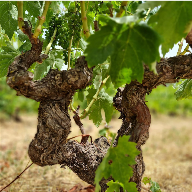 Alkimia Wines Vi Blanc Col-Lecció Privada Priorat Garnacha Blanca 2019 - Priorat, Spanje