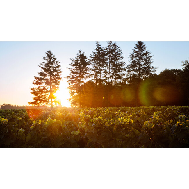 Château Cantemerle 5e Cru Haut-Médoc 2022 - Haut-Médoc, Bordeaux, Frankrijk