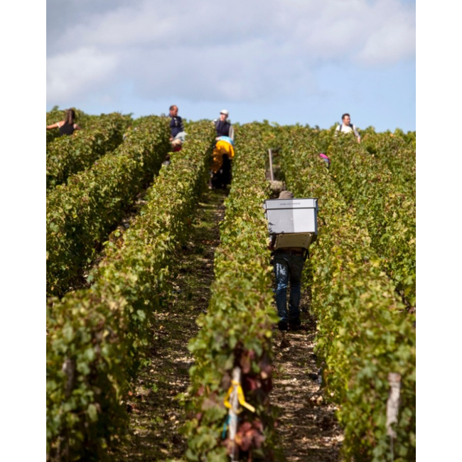 Château Grand-Puy Ducasse 5e Cru Pauillac 2022 - Pauillac, Bordeaux, Frankrijk