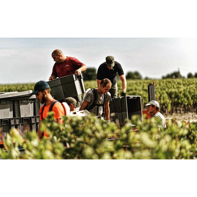 Château Grand-Puy Ducasse 5e Cru Pauillac 2022 - Pauillac, Bordeaux, Frankrijk