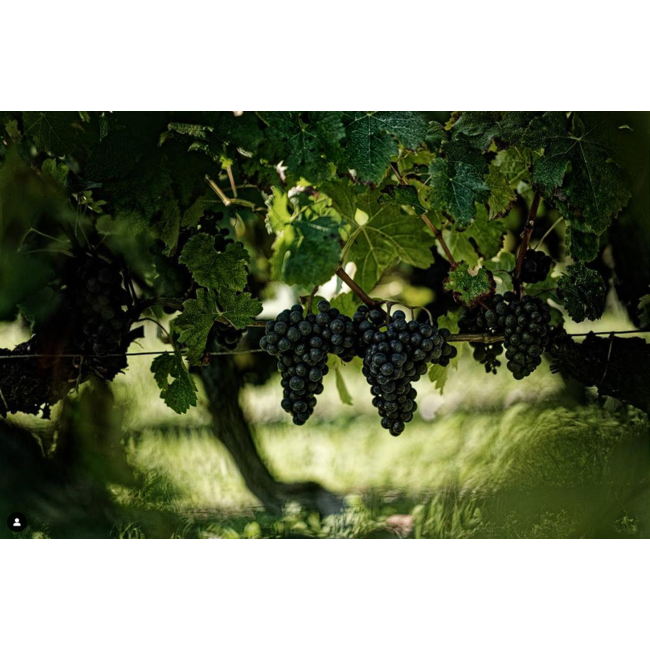Château Grand-Puy Ducasse 5e Cru Pauillac 2022 - Pauillac, Bordeaux, Frankrijk