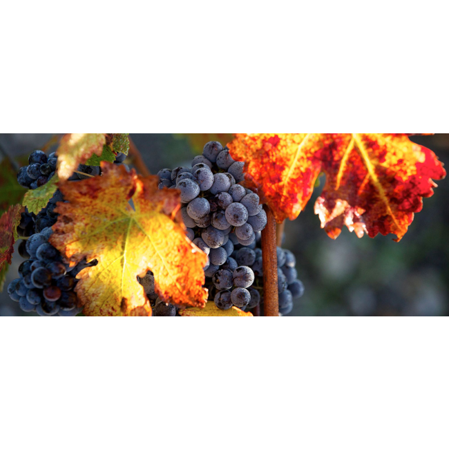 Château Mouton Rothschild 1e Cru Pauillac 2022 - Pauillac, Bordeaux, Frankrijk