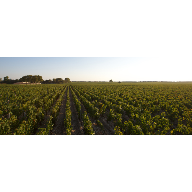 Château Mouton Rothschild 1e Cru Pauillac 2022 - Pauillac, Bordeaux, Frankrijk