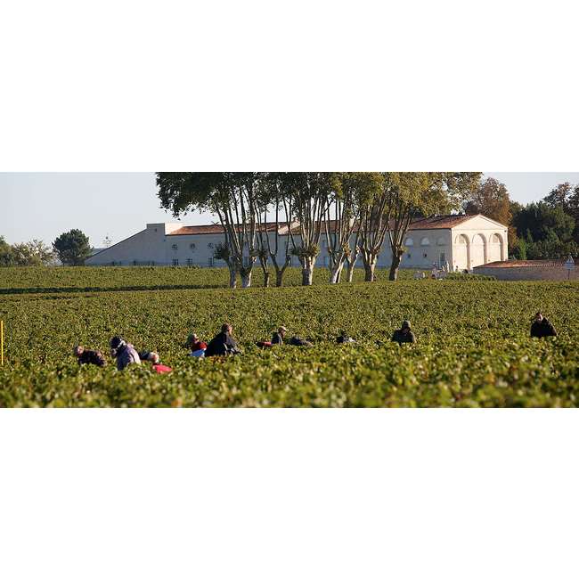 Château Mouton Rothschild 1e Cru Pauillac 2023 - Pauillac, Bordeaux, Frankrijk