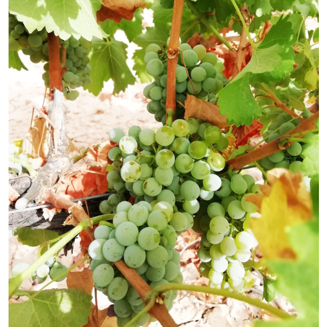 Bodega Las Virtudes Vinalopó Blanco Sauvignon Blanc - Alicante, Spanje