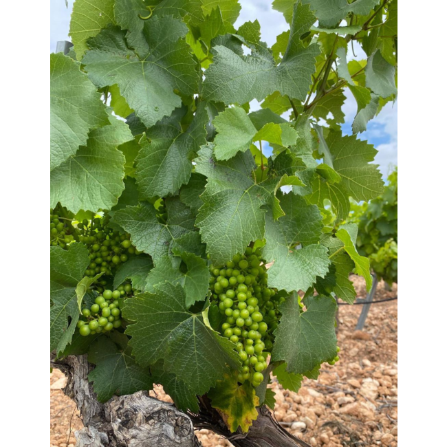 Bodega Las Virtudes Vinalopó Blanco Sauvignon Blanc - Alicante, Spanje