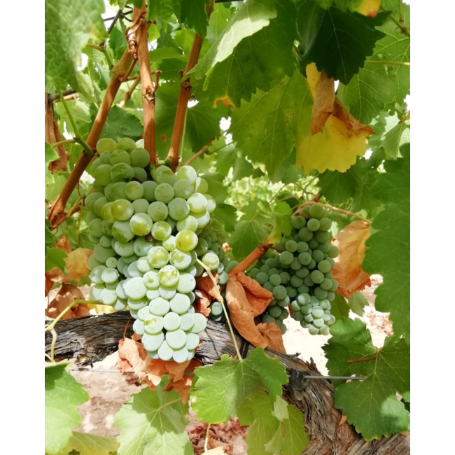 Bodega Las Virtudes Vinalopó Blanco Sauvignon Blanc - Alicante, Spanje