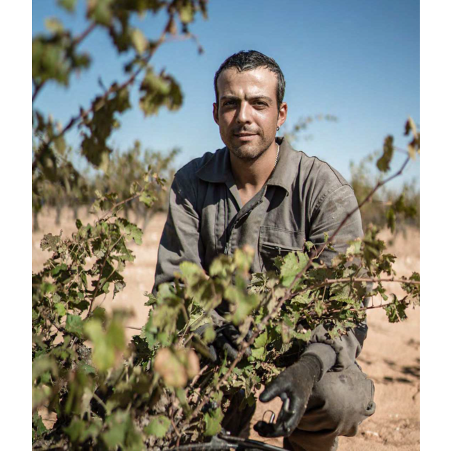 Bodega Las Virtudes Vinalopó Tinto Monastrell - Alicante, Spanje