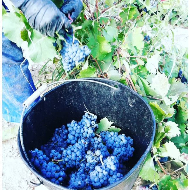 Bodega Las Virtudes Vinalopó Tinto Monastrell - Alicante, Spanje