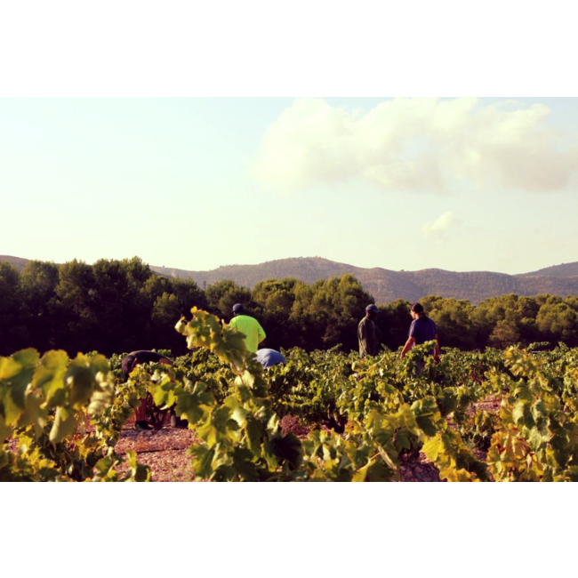 Bodega Las Virtudes Vinalopó Tinto Monastrell - Alicante, Spanje