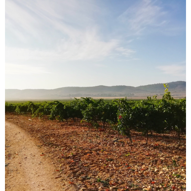 Bodega Las Virtudes Vinalopó Tinto Monastrell - Alicante, Spanje