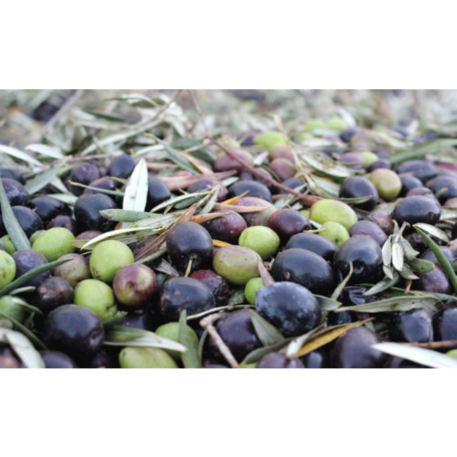 Bodega Las Virtudes Aceite de Oliva Virgen Extra Ecológico Multivarietal 0,5L - Alicante, Spanje