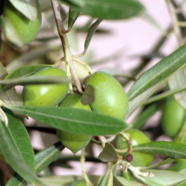 Bodega Las Virtudes Aceite de Oliva Virgen Extra Ecológico Arbequina 0,5L - Alicante, Spanje