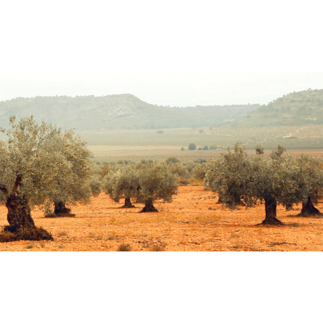 Bodega Las Virtudes Aceite de Oliva Virgen Extra Ecológico Multivarietal 0,5L - Alicante, Spanje