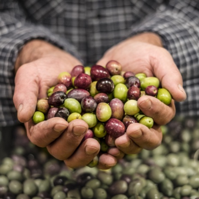 Bodega Las Virtudes Aceite de Oliva Virgen Extra Ecológico Multivarietal 0,5L - Alicante, Spanje