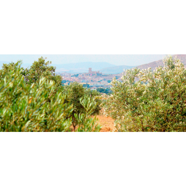 Bodega Las Virtudes Aceite de Oliva Virgen Extra Changlot Real 0,5L - Alicante, Spanje