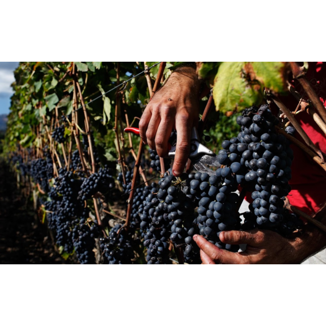 Celler de l'Era MIM Montsant D.O. 2013 - Montsant, Spanje