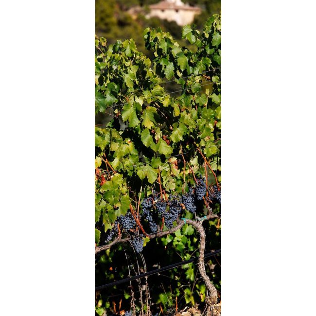 Celler de l'Era BRI Premium Montsant D.O. 2014 - Montsant, Spanje