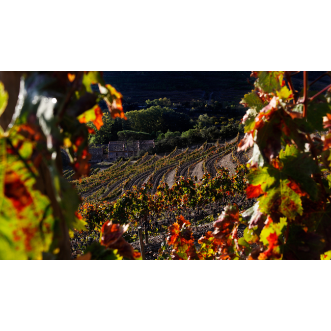 Celler de l'Era Ciscu Montsant D.O. - Montsant, Spanje