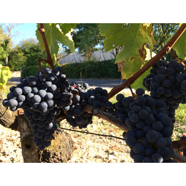 Château Talbot 4e Cru Saint-Julien 2023 - Saint-Julien, Bordeaux, Frankrijk