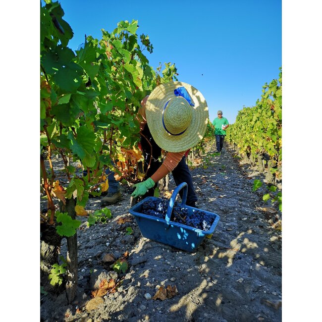 Château Talbot 4e Cru Saint-Julien 2023 - Saint-Julien, Bordeaux, Frankrijk