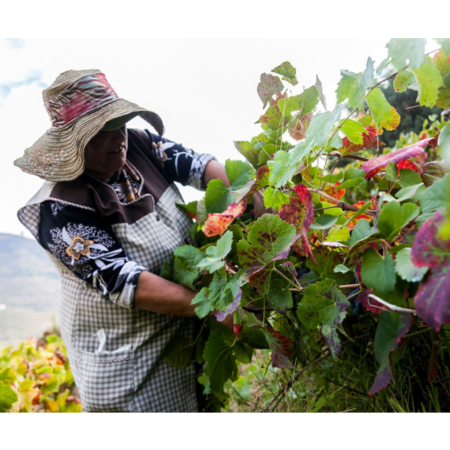 Quinta das Sequeirinhas Rosé Porto 0,5L - Douro, Portugal