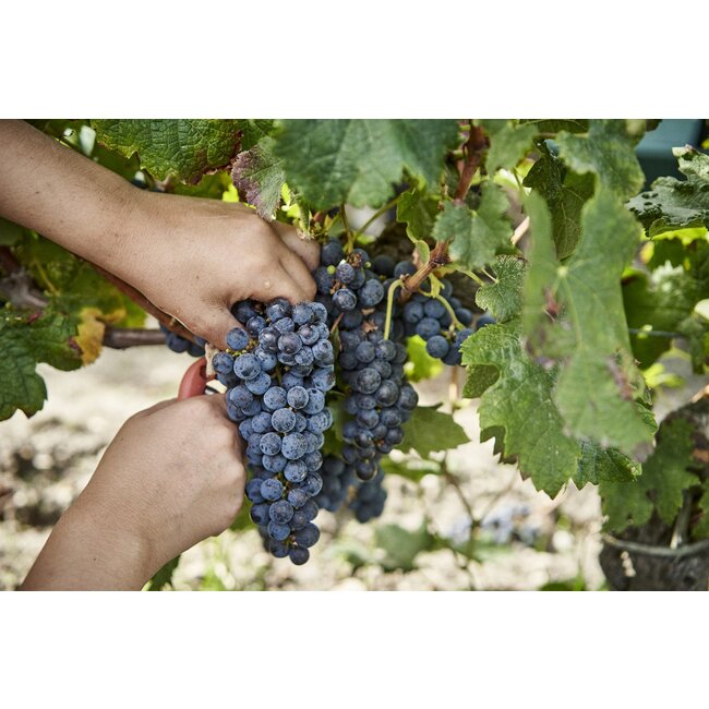 Château Prieuré-Lichine 4e Cru Margaux 2021 - Margaux, Bordeaux, Frankrijk