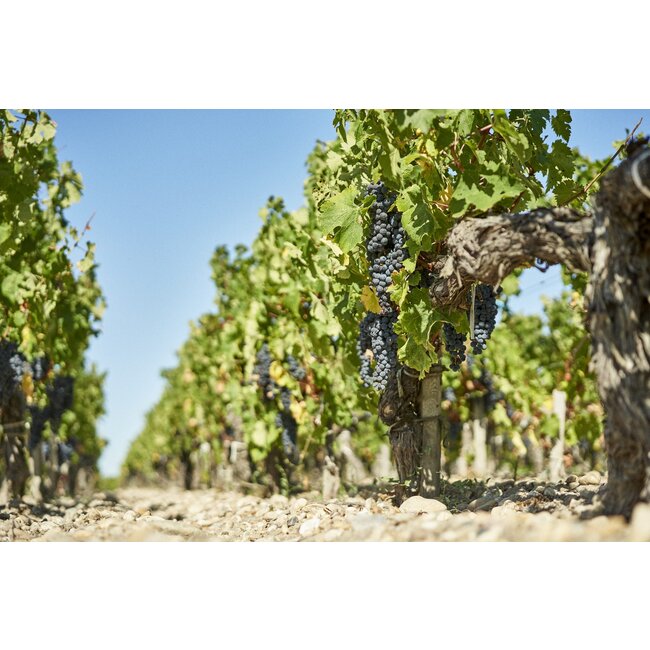 Château Prieuré-Lichine 4e Cru Margaux 2021 - Margaux, Bordeaux, Frankrijk