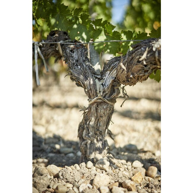 Château Prieuré-Lichine 4e Cru Margaux 2020 - Margaux, Bordeaux, Frankrijk