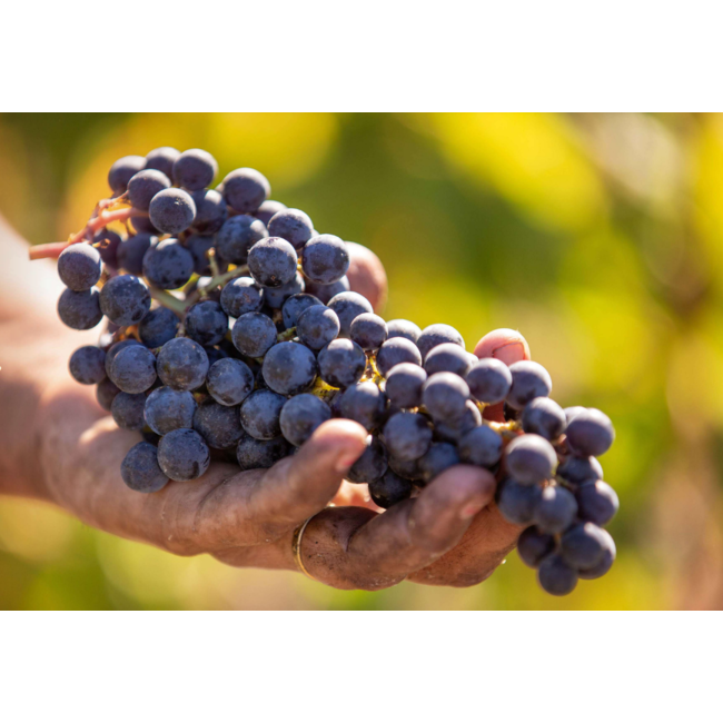 Château Lagrange 3e Cru Saint-Julien 2018 - Saint-Julien, Bordeaux, Frankrijk