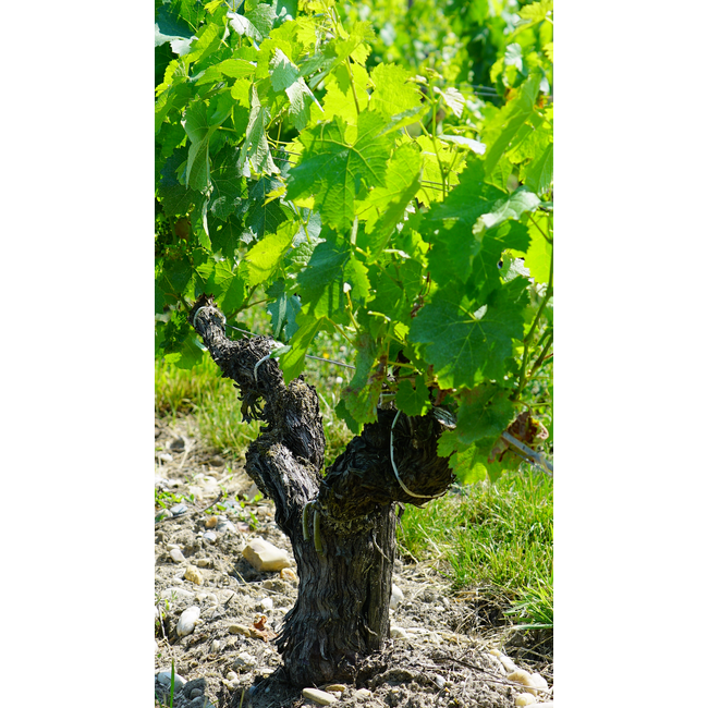 Château Boyd-Cantenac 3e Cru Margaux 2022 - Margaux, Bordeaux, Frankrijk