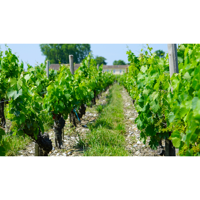 Château Boyd-Cantenac 3e Cru Margaux 2020 - Margaux, Bordeaux, Frankrijk