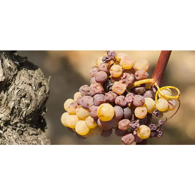 Château Moulin de Malfourat Monbazillac - Monbazillac, Frankrijk
