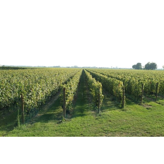 Paladin Prosecco D.O.C. Spumante Rosé Millesimato 2023 - Veneto, Italië