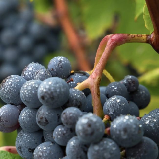 Ètim Verema Tardana Negra Garnatxa D.O. 0,5L - Montsant, Spanje