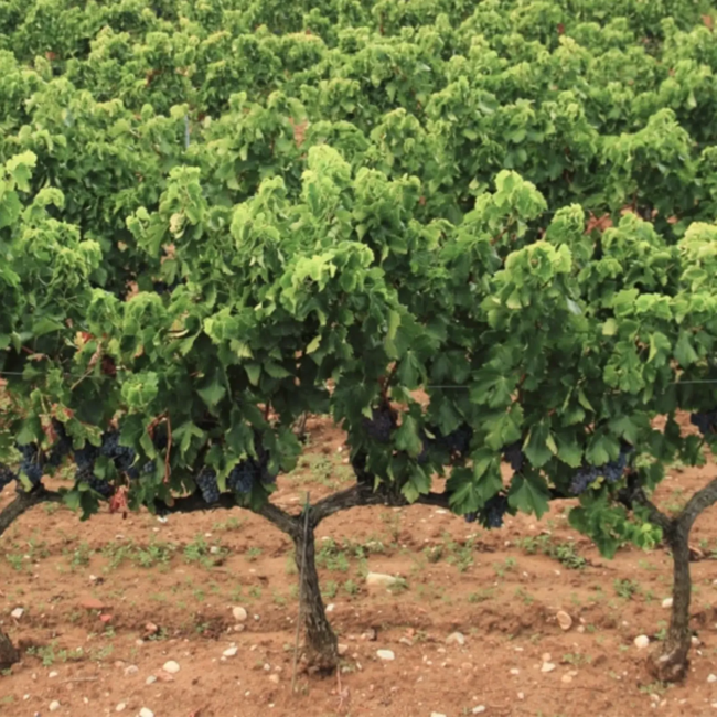 Ètim Verema Tardana Negra Garnatxa D.O. 0,5L - Montsant, Spanje