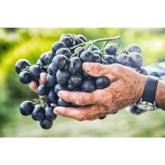 Calitro Primitivo di Manduria Dolce Naturale D.O.C.G. 0,5L - Puglia, Italië