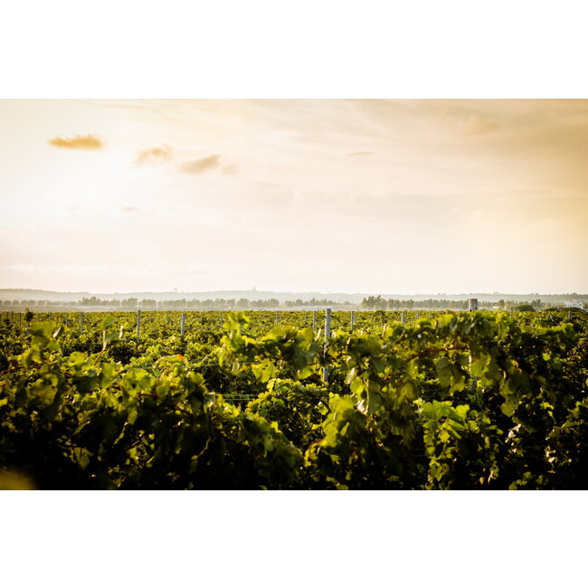 Calitro Primitivo di Manduria Dolce Naturale D.O.C.G. 0,5L - Puglia, Italië